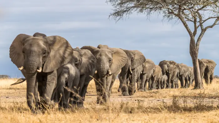 Kenia - Safari Camp - wylot z Warszawy