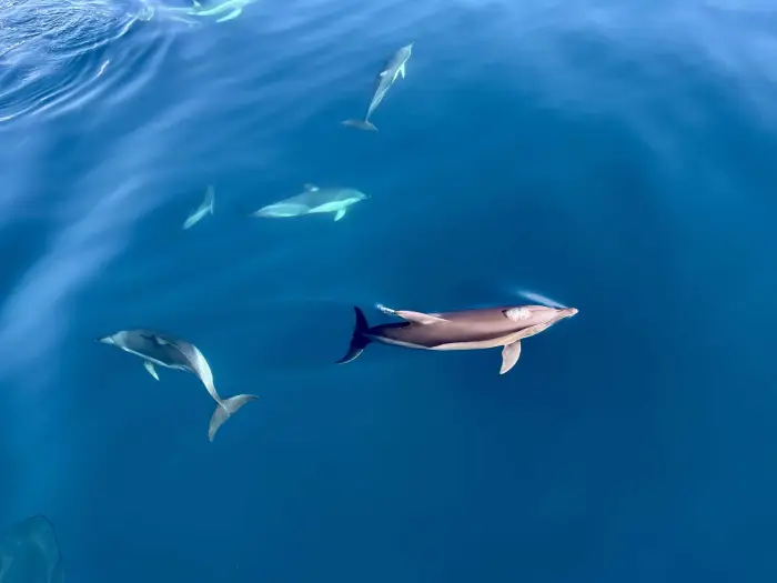 Delfiny podczas rejsu na Skiathos