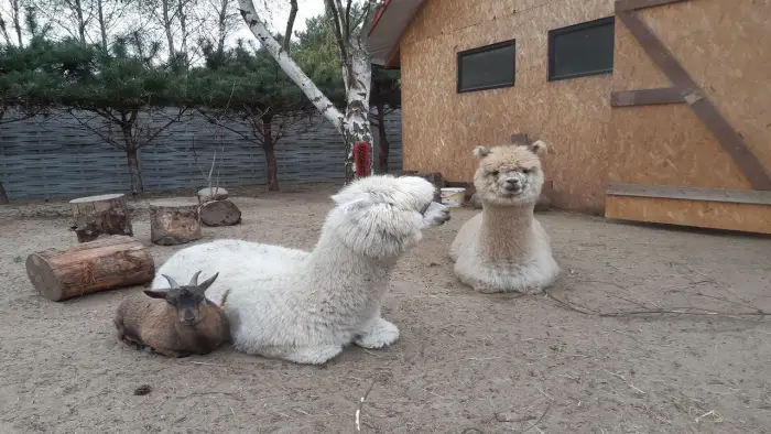 Uniej�w - kolonia i ob�z j�zyka angielskiego