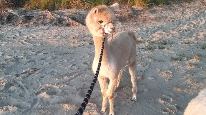 Uniej�w - kolonia i ob�z j�zyka angielskiego